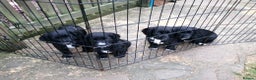 Cocker Spaniel dogs for sale: Beautiful working cocker spaniel puppies. - Advert 4