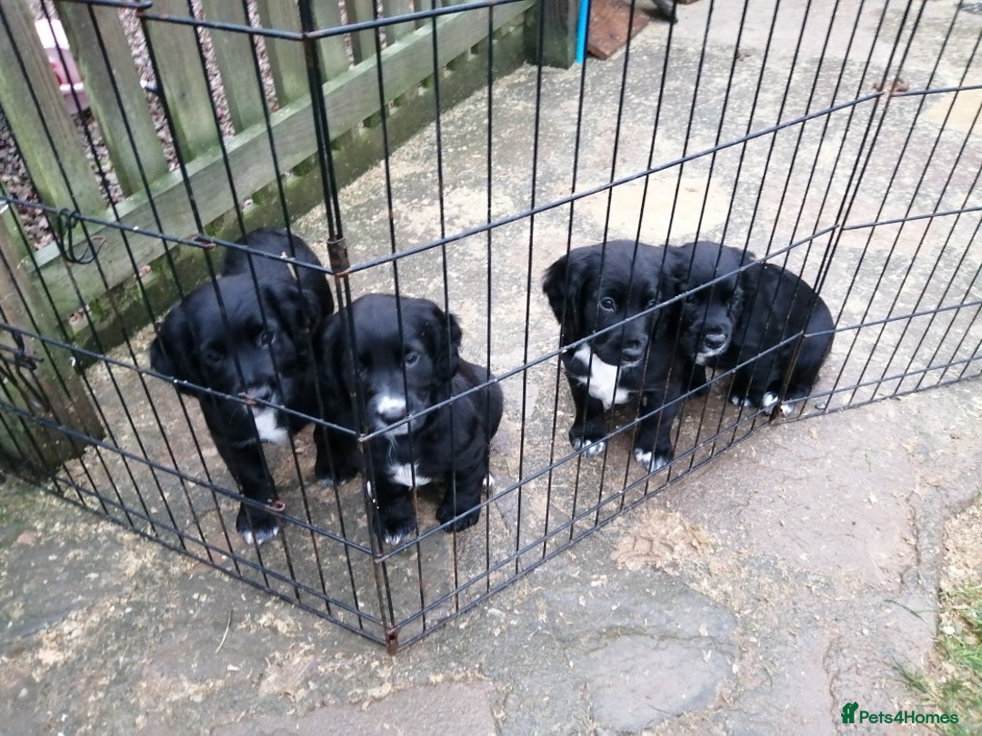 Cocker Spaniel dogs for sale: Beautiful working cocker spaniel puppies. - Advert 4