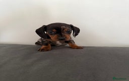 Dachshund dogs for sale: 3 dapple dachshund boys  - Image 11