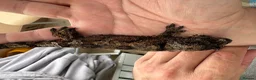 Gecko reptiles for sale: Mniarogekko chahoua full set up  - Advert 9