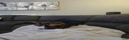 Miniature Dachshund dogs for sale: All-Girl Litter of Miniature Smooth Dachshunds in Manchester - Advert 12