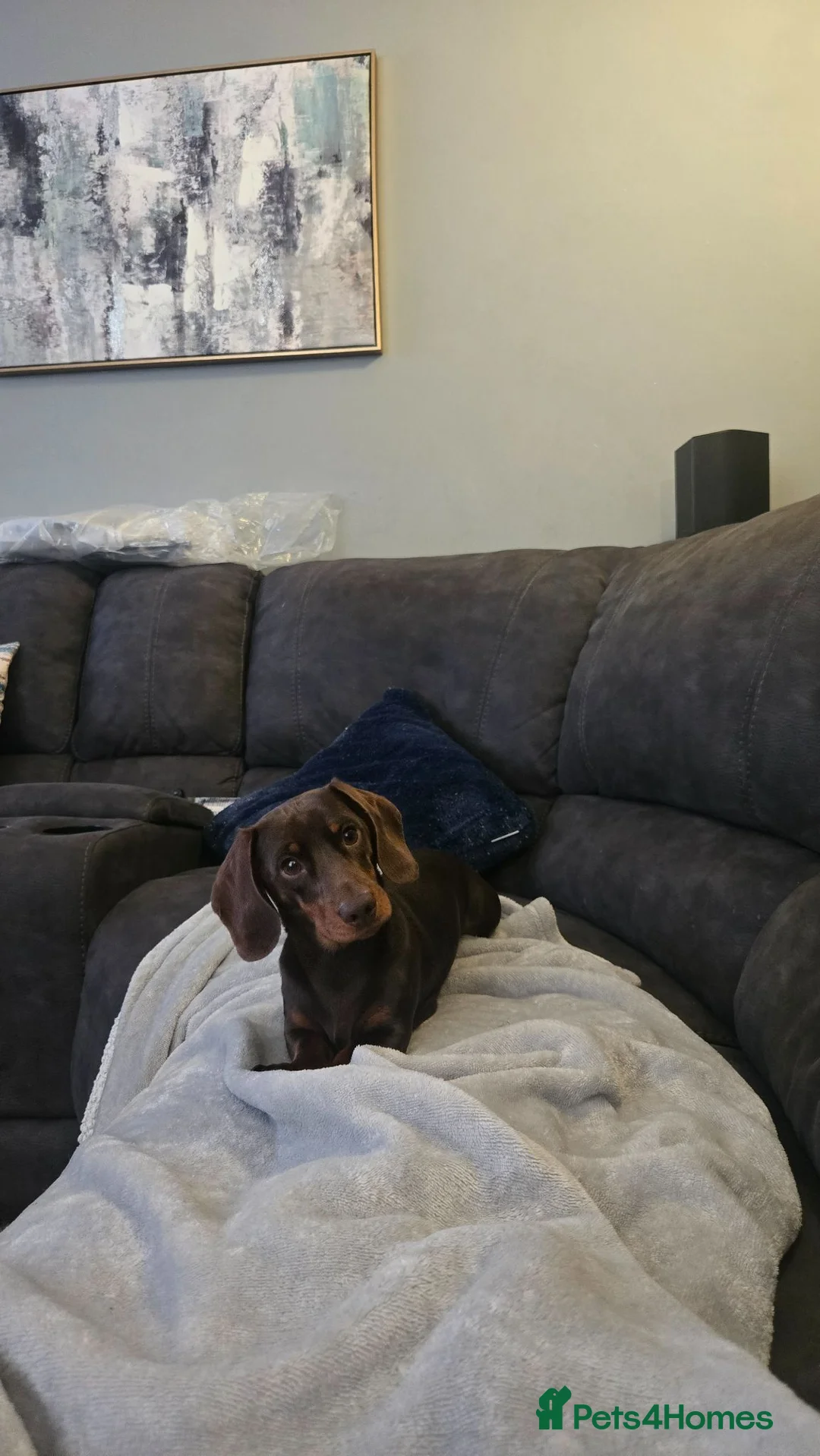 Miniature Dachshund dogs for sale: All-Girl Litter of Miniature Smooth Dachshunds in Manchester - Advert 12