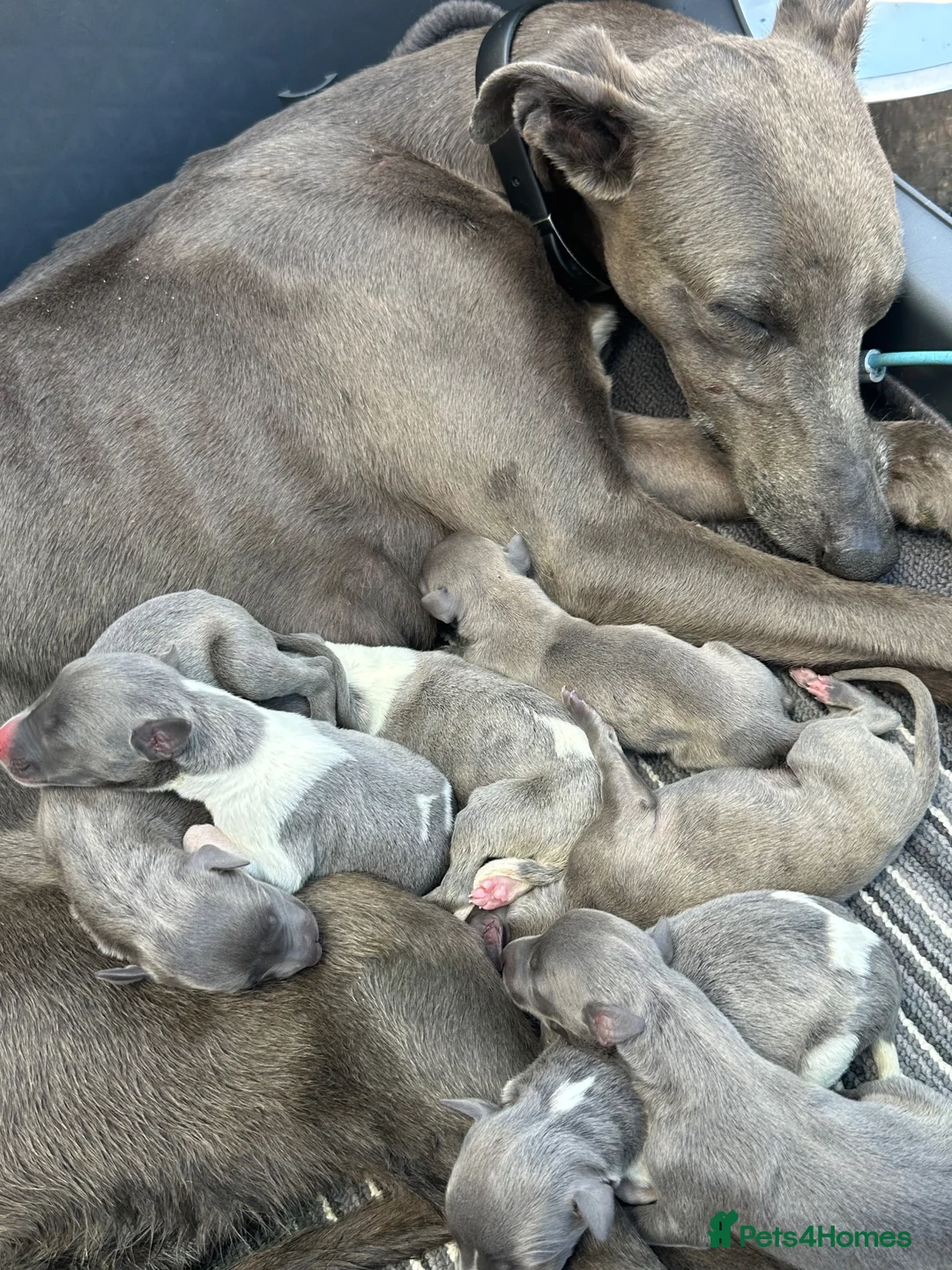 Whippet dogs for sale: Stunning litter of whippet puppies - Advert 1