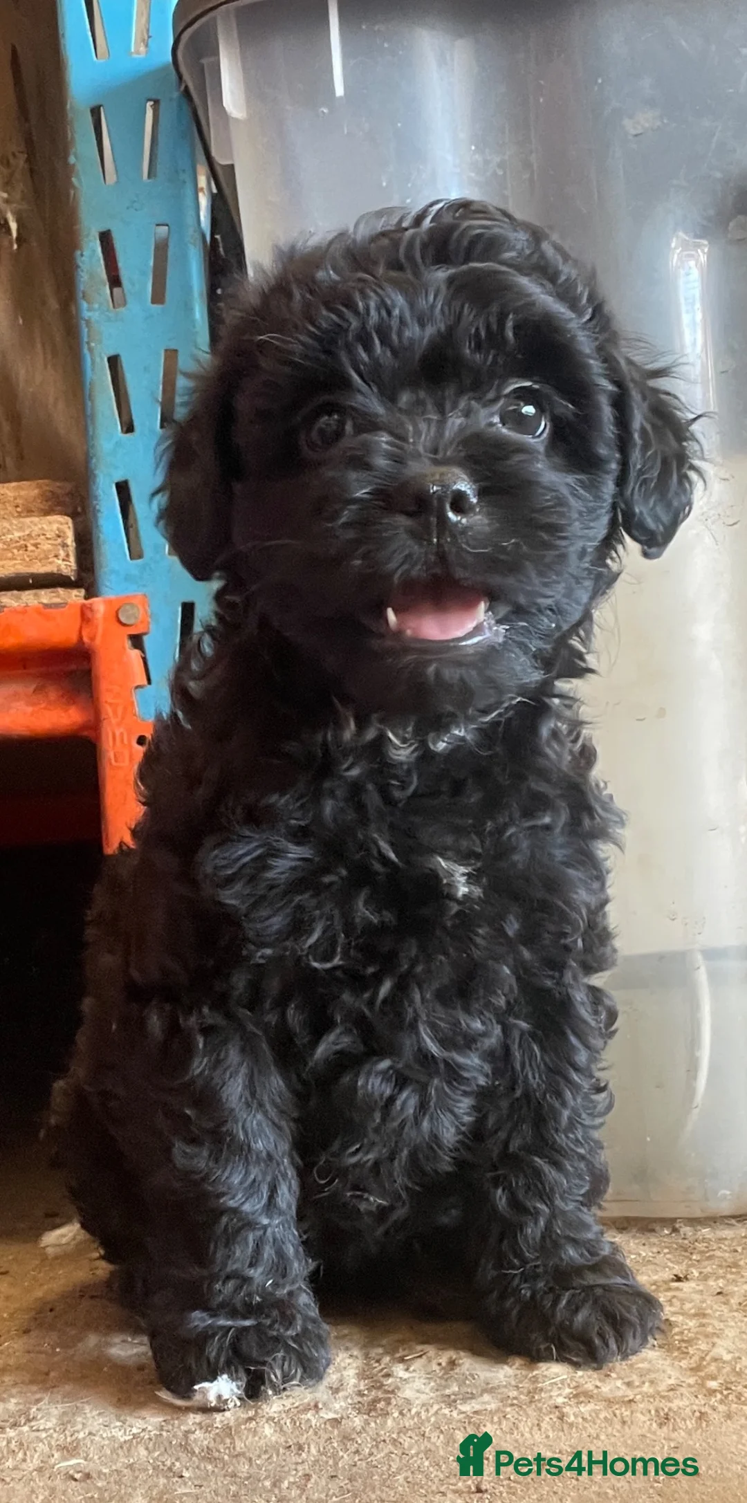 Mixed Breed dogs for sale: Gorgeous Froodle Pups for sale - Advert 1