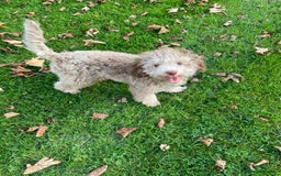 Toy Poodle dogs for stud: Rollo Toy Poodle (Stud only) - Image 3