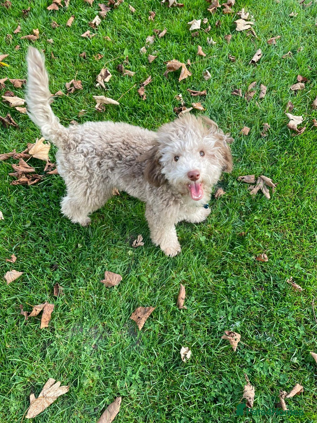 Toy Poodle dogs for stud: Rollo Toy Poodle (Stud only) - Image 3