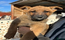 German Shepherd dogs for sale: German shepherd x Belgian malinois puppies - Image 2