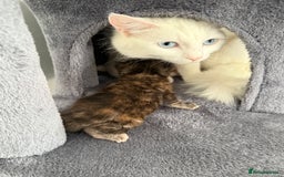 Turkish Angora cats for sale: 4 Beautiful Turkish Angora Mix Kittens - Image 4