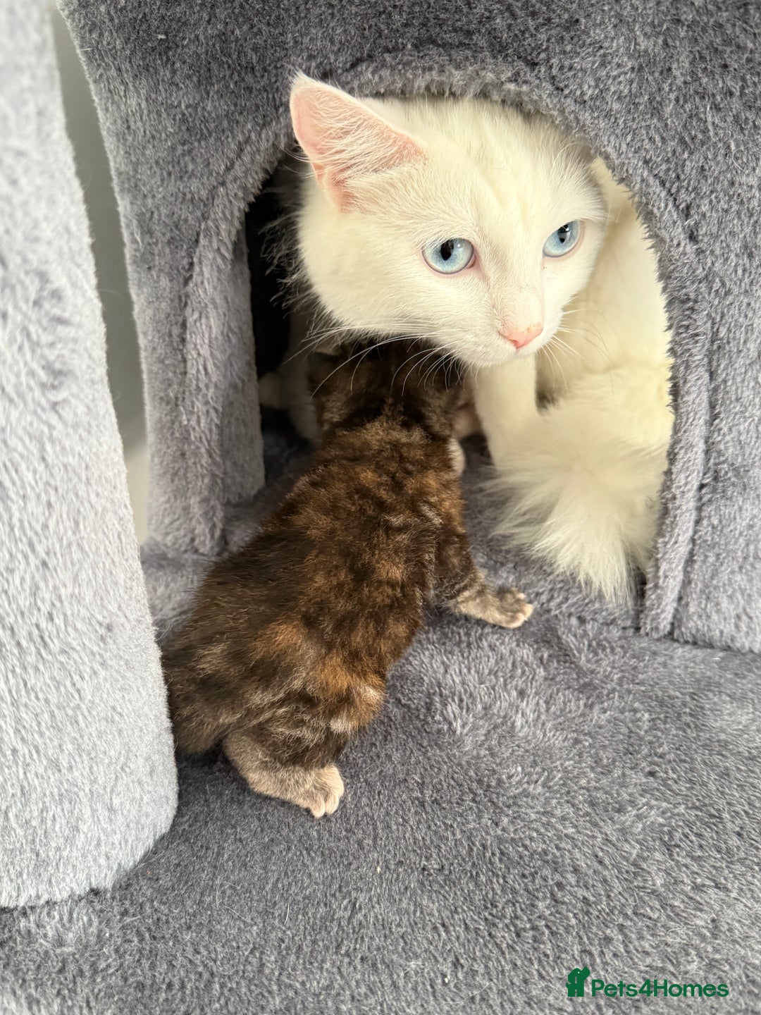 Turkish Angora cats for sale: 4 Beautiful Turkish Angora Mix Kittens - Image 4