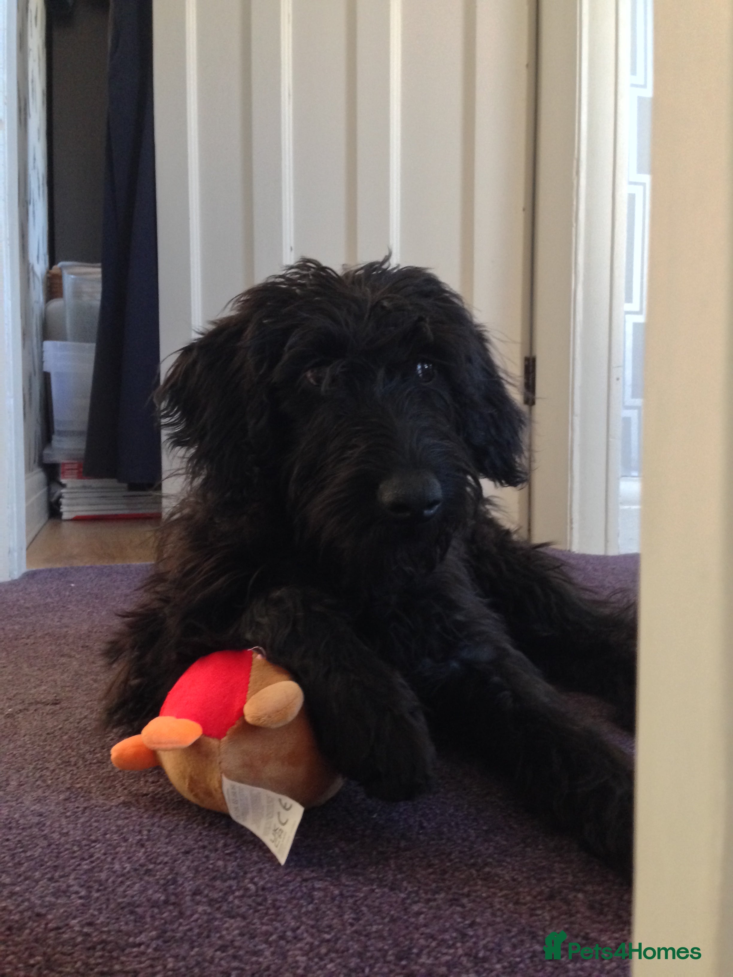 Labradoodle dogs Fluffy labradoodle looking for a lovely home - Advert 1
