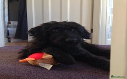 Labradoodle dogs for sale: Fluffy labradoodle looking for a lovely home - Image 1