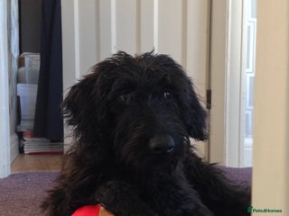 Labradoodle dogs for sale - Advert 1