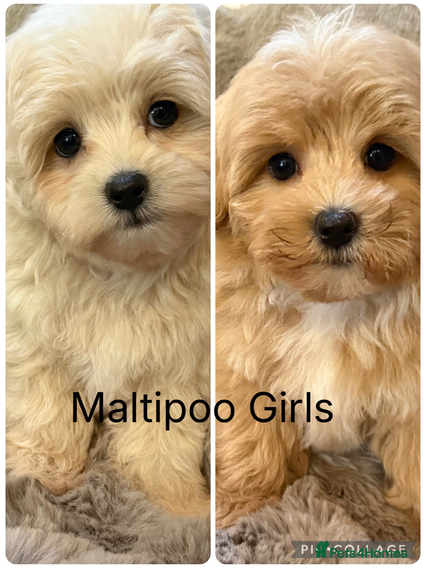Maltipoo dogs Maltipoo Babies ready now  - Advert 2