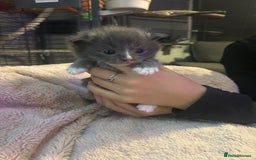 Maine Coon cats for sale: Maine coon x ragdoll  - Image 7