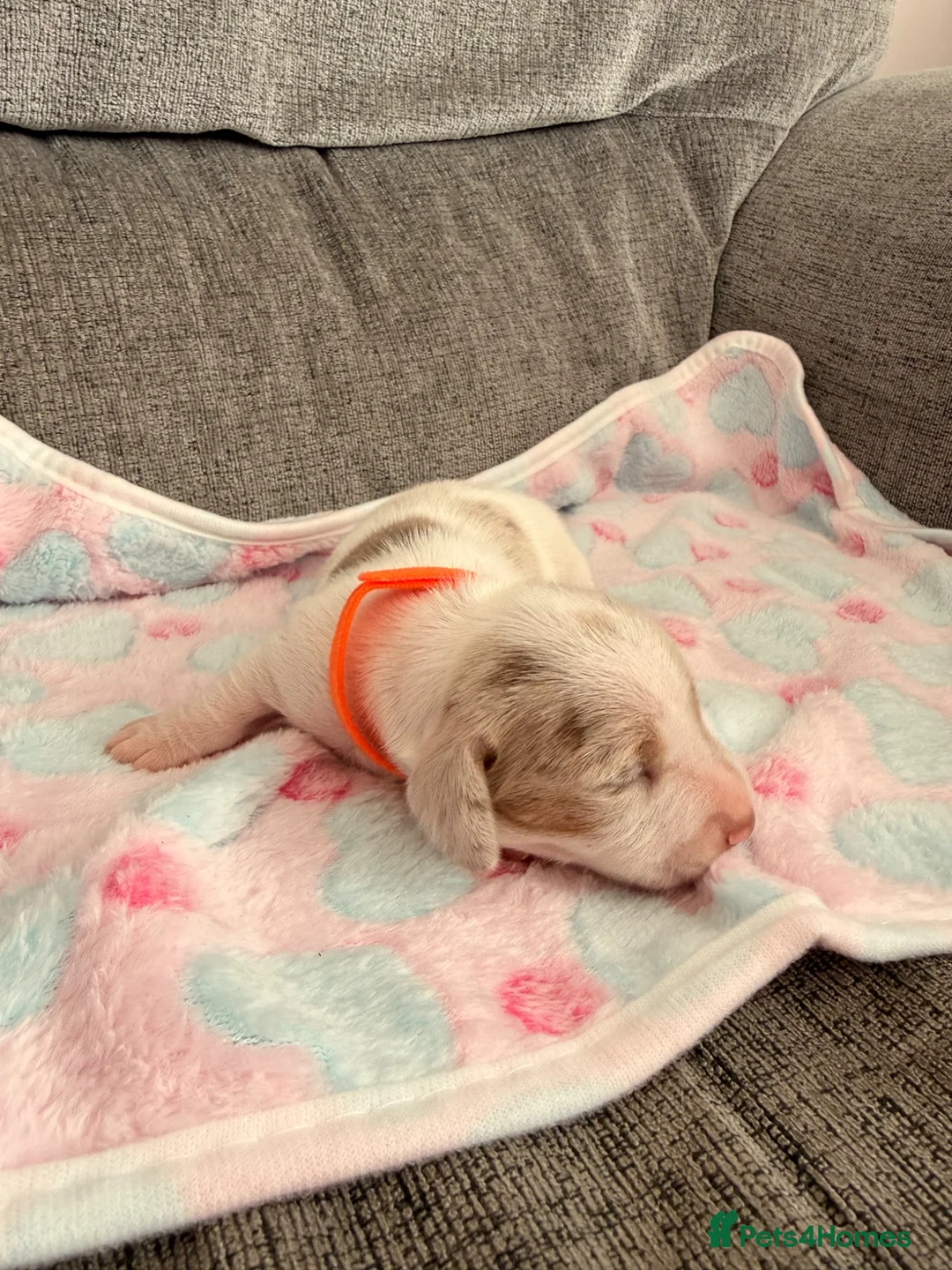Miniature Dachshund dogs for sale: Beautiful Dachsund Puppies - Advert 8