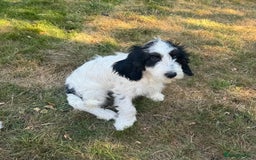Cockapoo dogs for sale: PRICE REDUCED - READY NOW Chunky Parti Cockapoos in Milton Keynes - Image 5