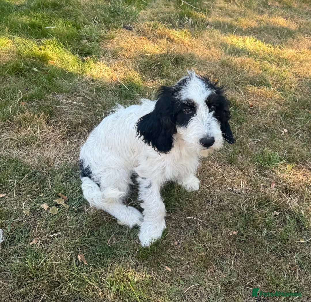 Cockapoo dogs for sale: PRICE REDUCED - READY NOW Chunky Parti Cockapoos in Milton Keynes - Image 5