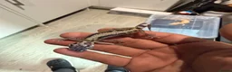 Leopard Gecko reptiles for sale: Leopard Gecko  in London - Advert 7
