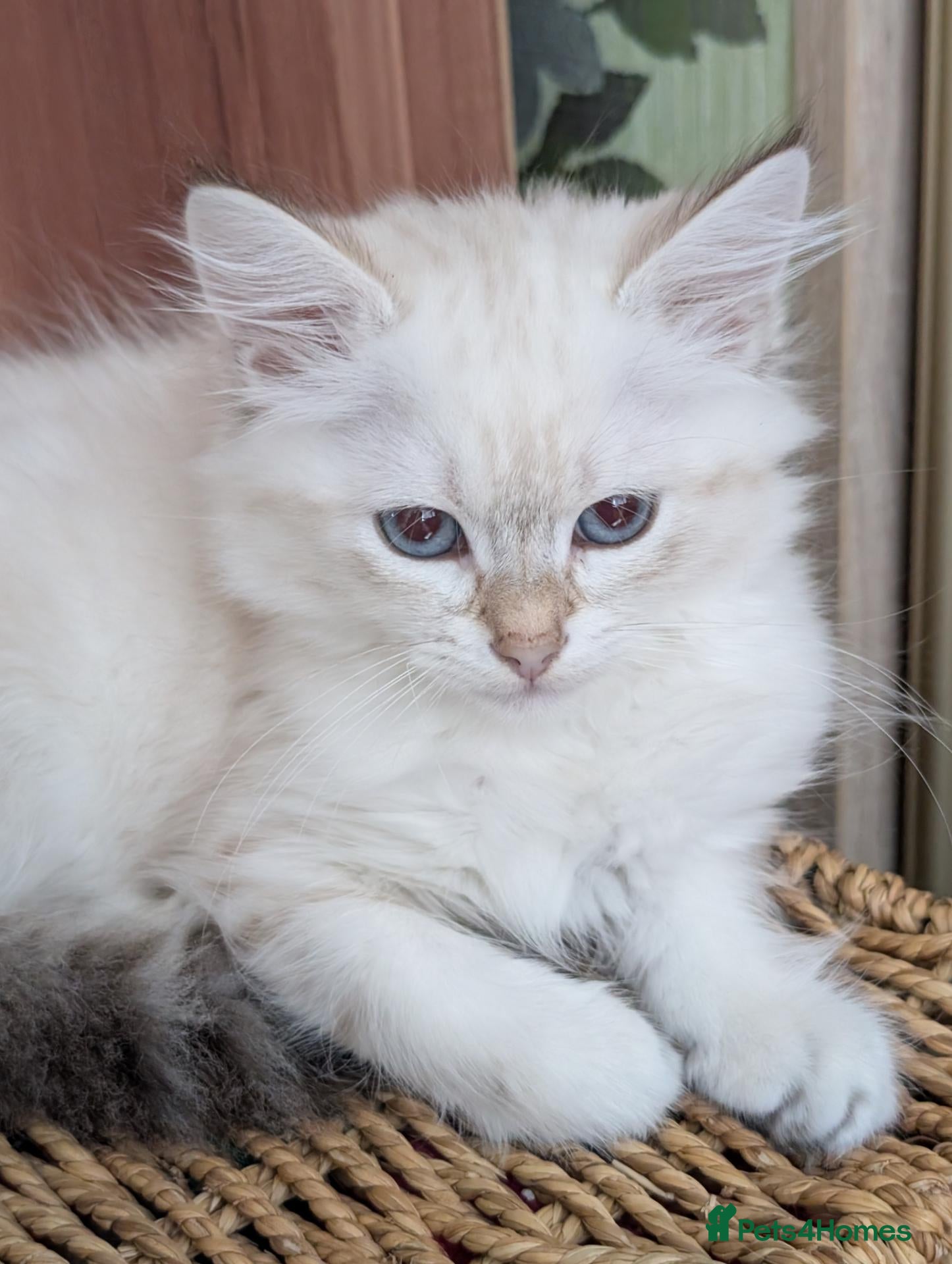 Siberian cats for sale: Siberian kitten  - Advert 4
