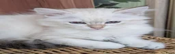 Siberian cats for sale: Siberian kitten  - Advert 1