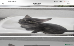 Mixed Breed cats for adoption: Bear! - Image 9