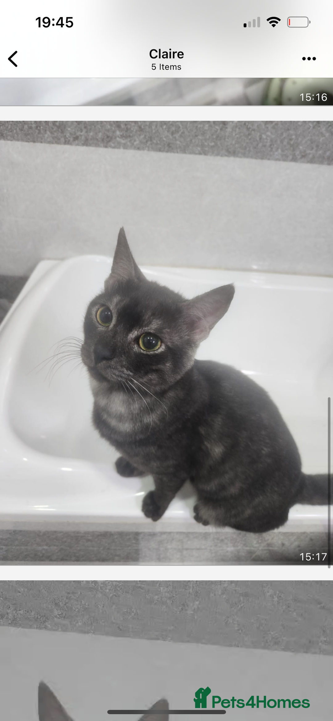 Mixed Breed cats for adoption: Bear! - Image 9