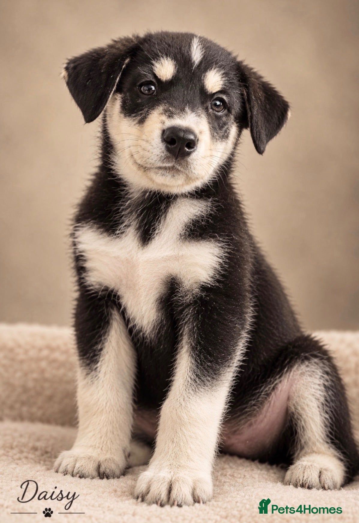 Mixed Breed dogs Puppy’s for finding there forever home  - Advert 3