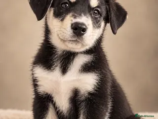 Mixed Breed dogs Puppy’s for finding there forever home - Advert 3