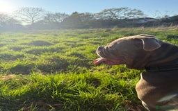 Dorset Olde Tyme Bulldogge dogs for stud: Rolo  - Image 2