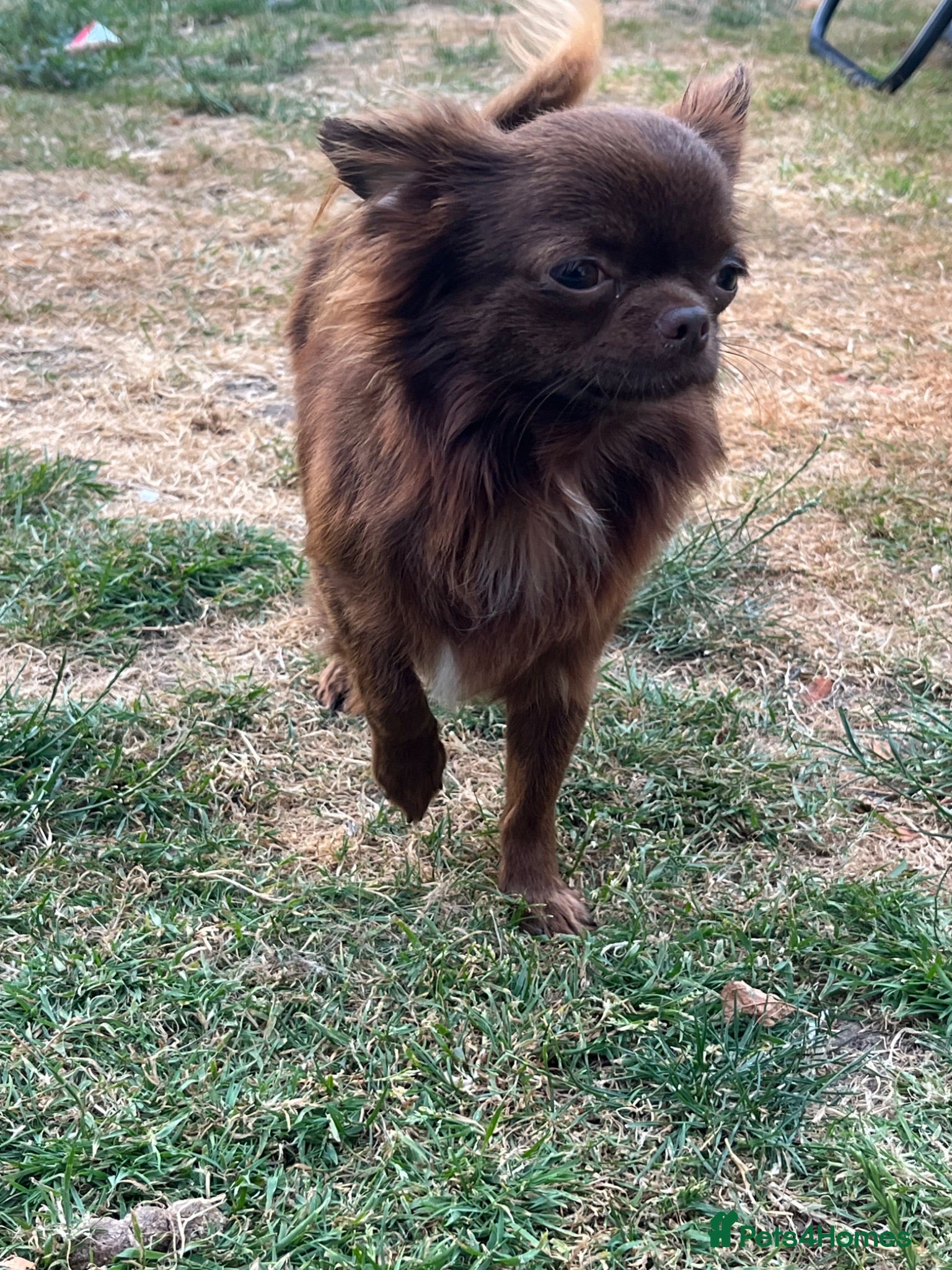 Chihuahua dogs BEAUTIFUL KC BOYS FOR STUD DUTIES 💜🤎 - Advert 12
