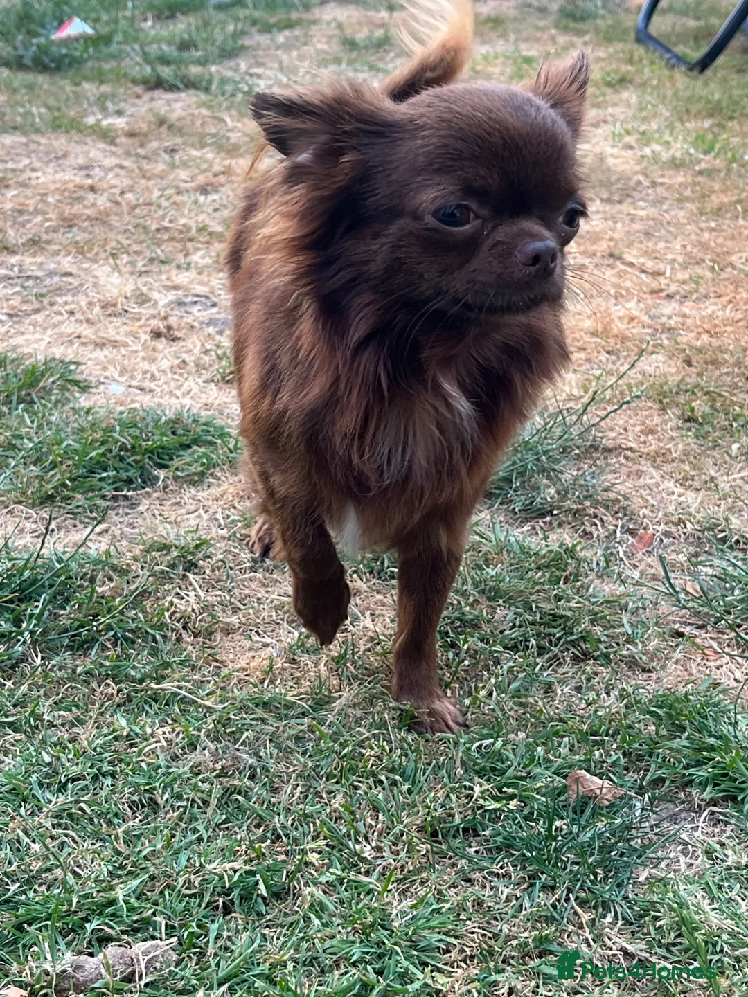 Chihuahua dogs for stud: BEAUTIFUL KC BOYS FOR STUD DUTIES 💜🤎 - Advert 1