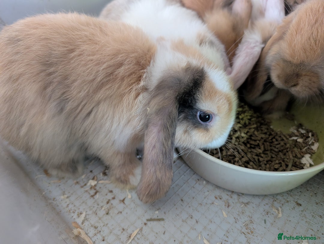 Mini Lop rabbits for sale: Beautiful mini lop babies ready for new homes - Image 6