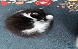 British Shorthair cats for sale: Forever home required  - Image 7