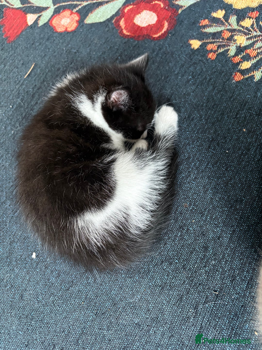 British Shorthair cats for sale: Forever home required  - Image 7