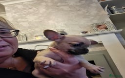 Mixed Breed dogs for sale: Frenchi yorkie pom - Image 4