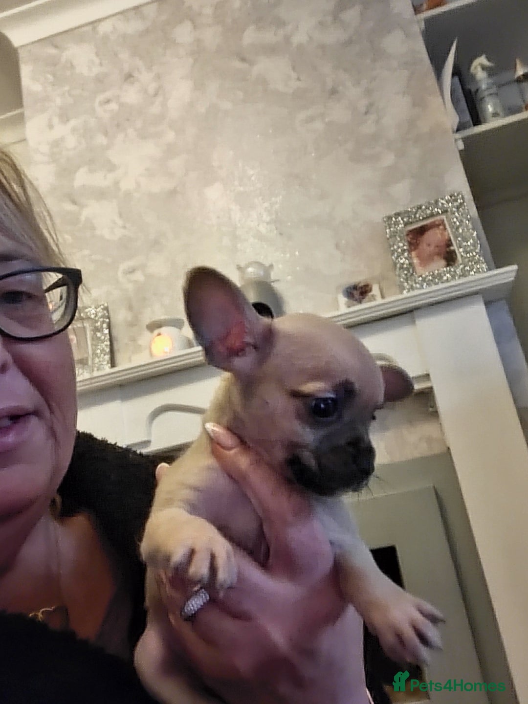 Mixed Breed dogs for sale: Frenchi yorkie pom - Image 4