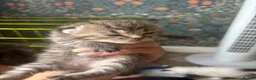 British Longhair cats for sale: British long haired kitten  in Stourbridge - Advert 6