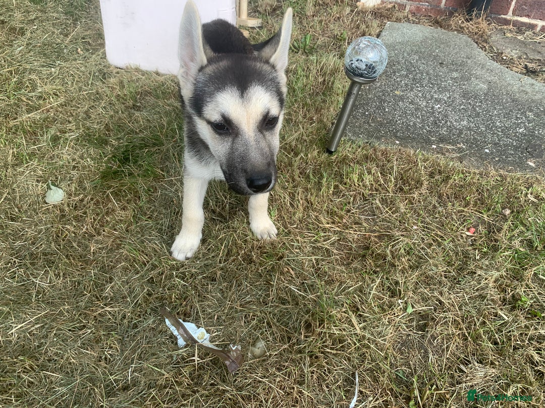 Shepsky dogs for sale: 2 beautiful Shepski puppies for sale  - Image 2