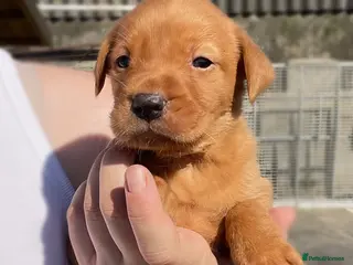 Labrador Retriever dogs 10 beautiful fox red & yellow Labrador puppies - Advert 9