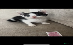 Mixed Breed cats for sale: 5 Beautiful Kittens - Image 3