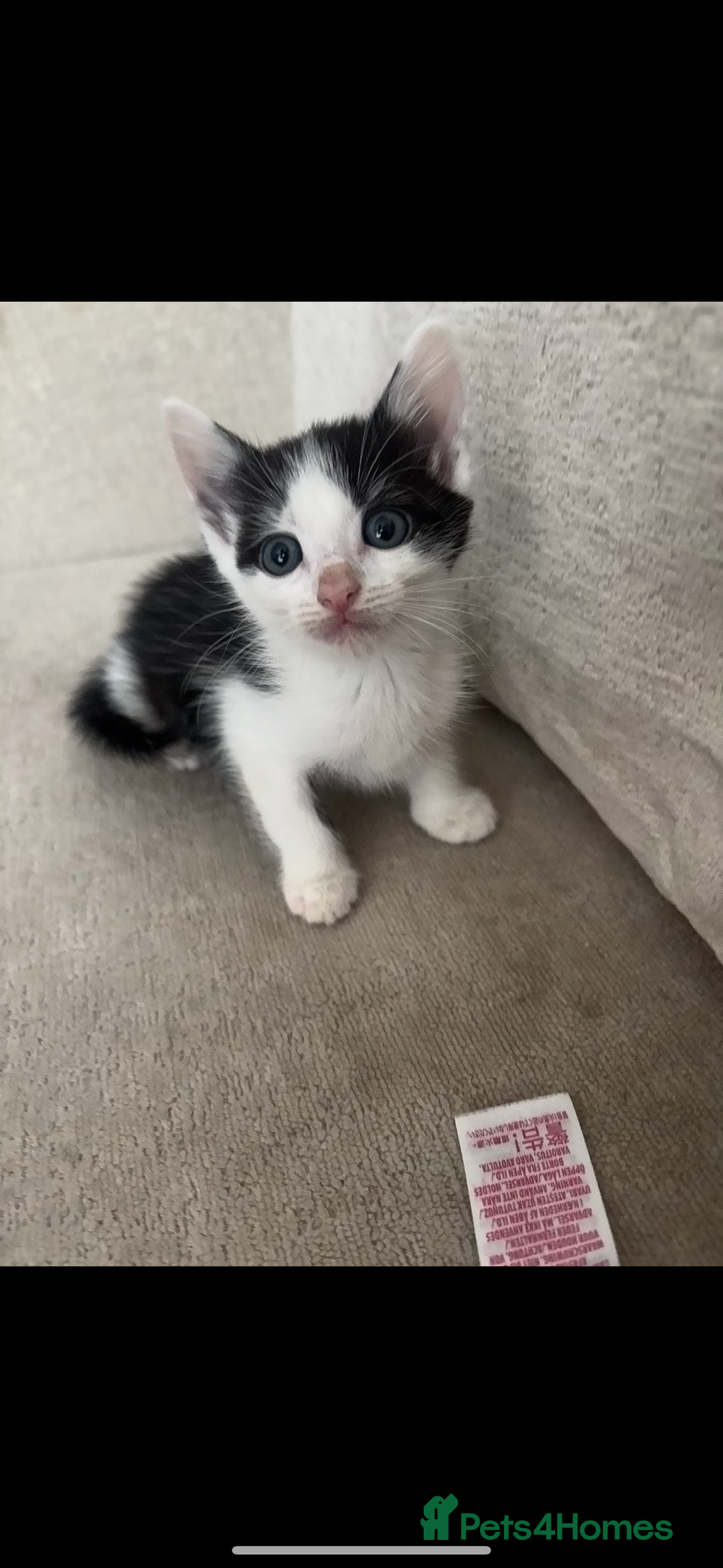 Mixed Breed cats for sale: 5 Beautiful Kittens - Image 3