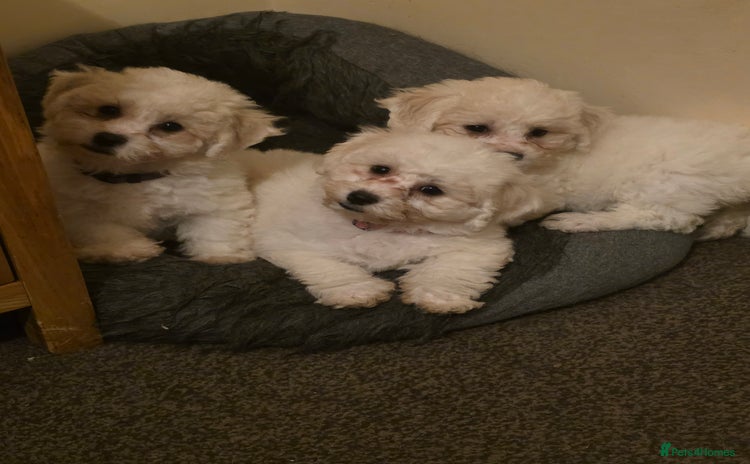 Bichon Frise dogs - Advert 1