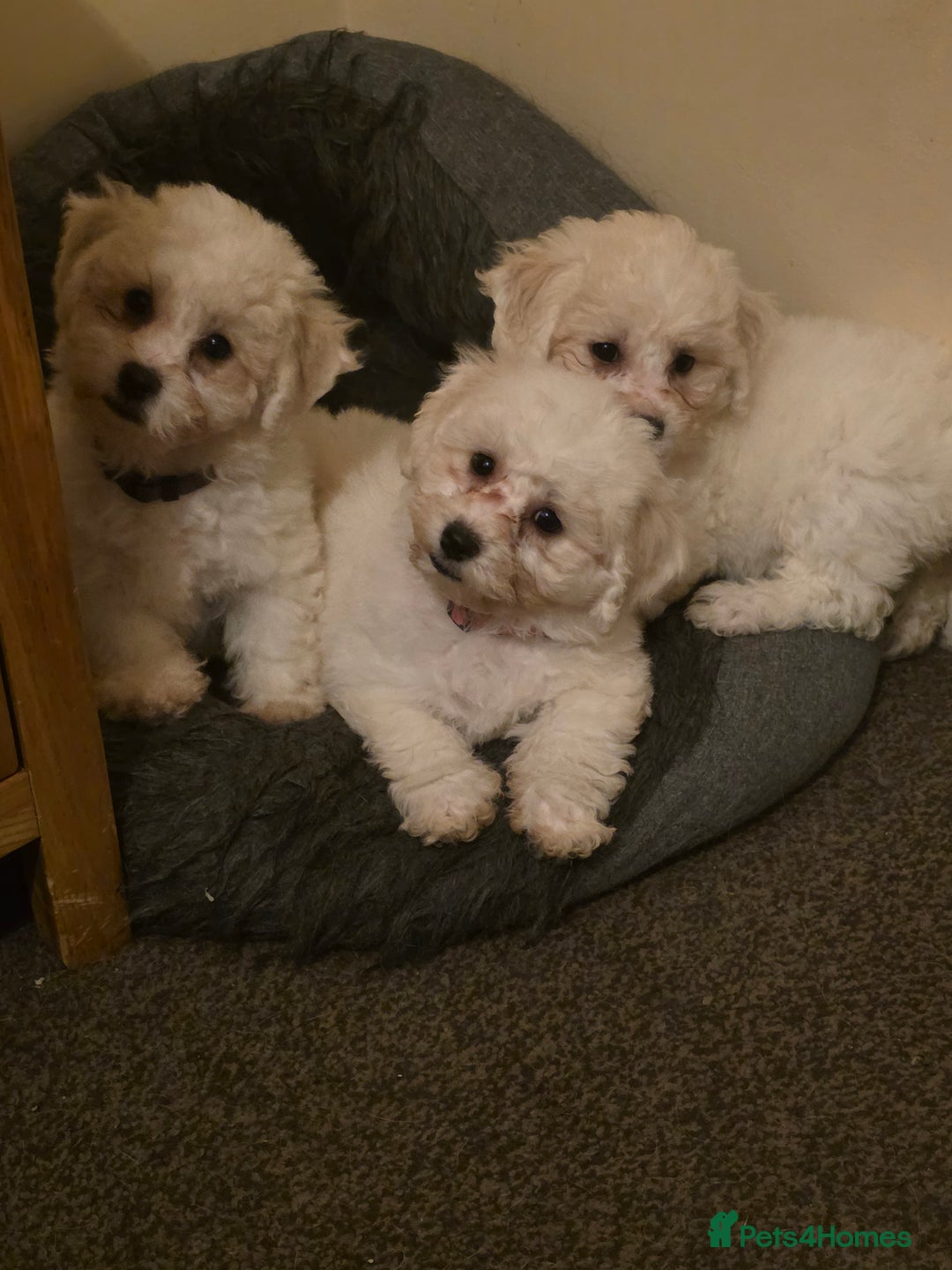 Bichon Frise Puppies for sale Pets4Homes - Main Image