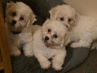 Bichon Frise dogs - Advert 1