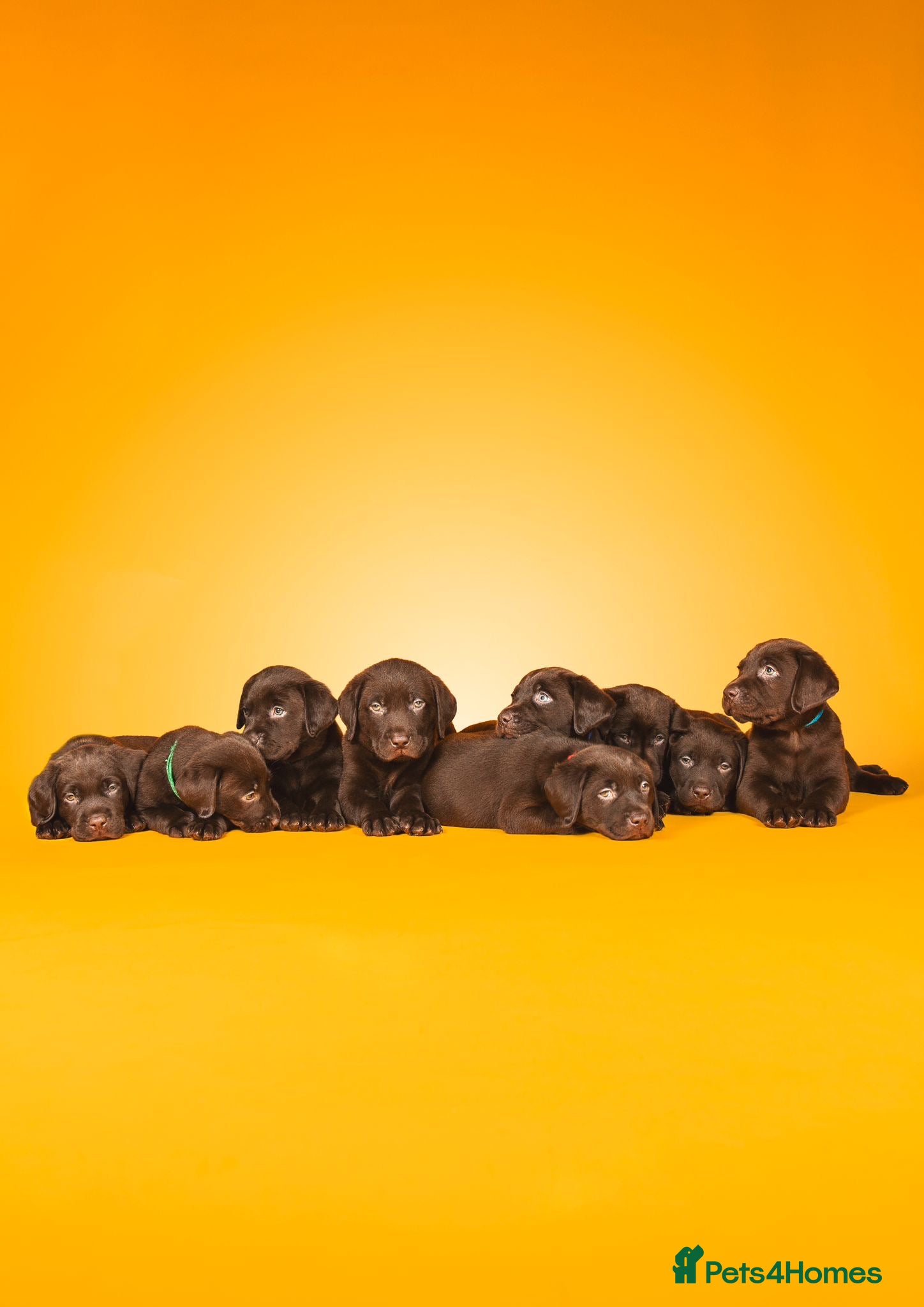 Labrador Retriever dogs FULLY VACCINATED & DEWORMED CAN LEAVE NOW! - Advert 14