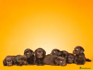Labrador Retriever dogs FULLY VACCINATED & DEWORMED CAN LEAVE NOW! - Advert 14