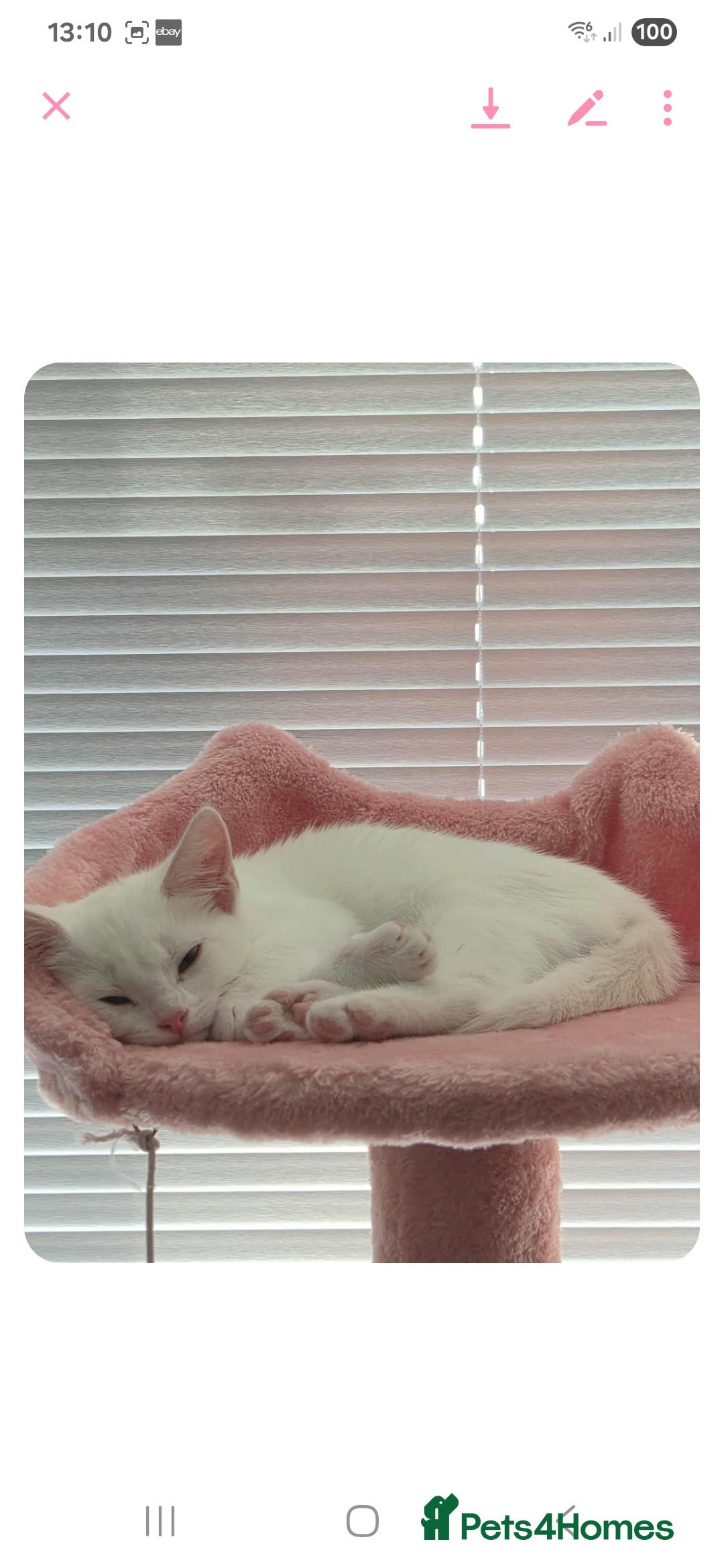British Shorthair cats for sale: White Female Kitten - Image 6