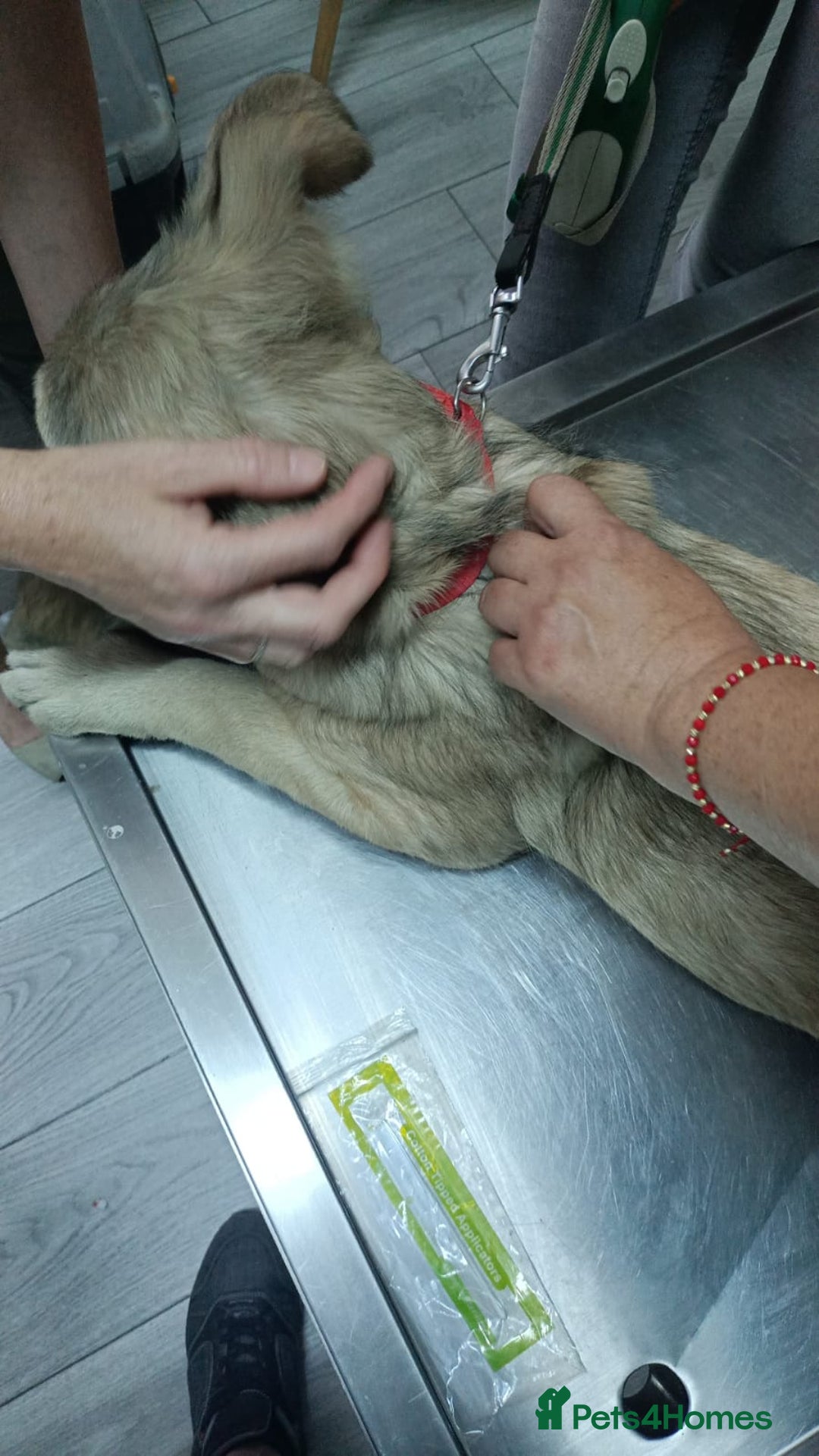 Mixed Breed dogs for adoption: 🐾 WINNIE - a Lovely young Girl, for a Loving Home - Image 17