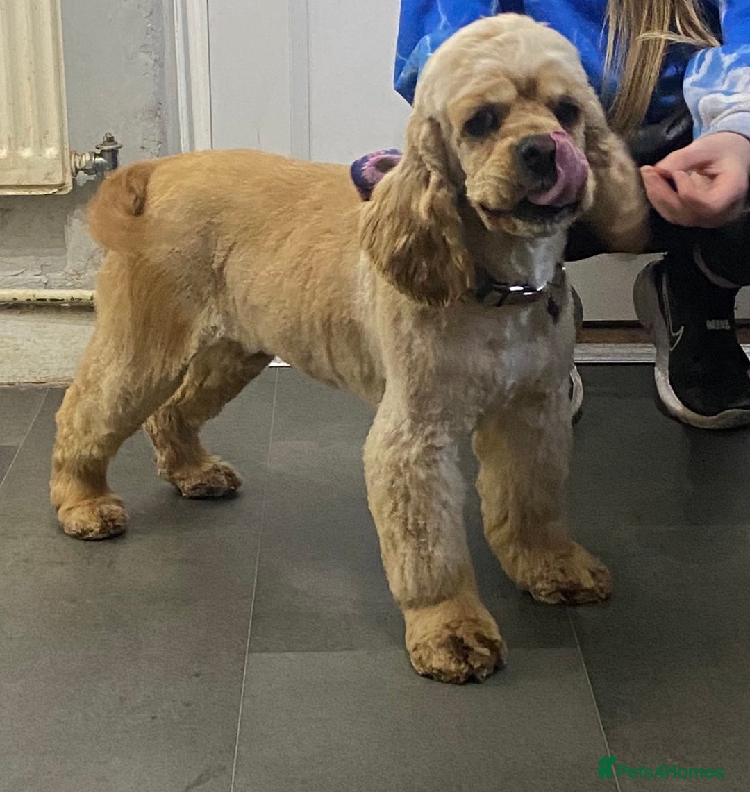 American Cocker Spaniel dogs for sale: Stunning FCI Russian 3yr old champion lines female - Advert 4