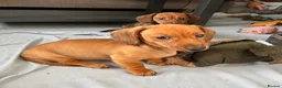 Dachshund dogs for sale: Red dachshund puppies  - Advert 1